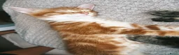 British Shorthair cats for sale: Pair of Gorgeous Kittens - Tabby and Ginger - 2  in Blackpool - Advert 10
