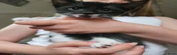 Mixed Breed cats for sale: Last little kitten looking for her home. in Rotherham - Advert 4