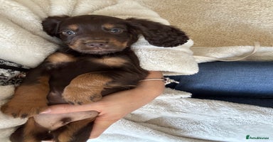 Cocker Spaniel dogs - Advert 12