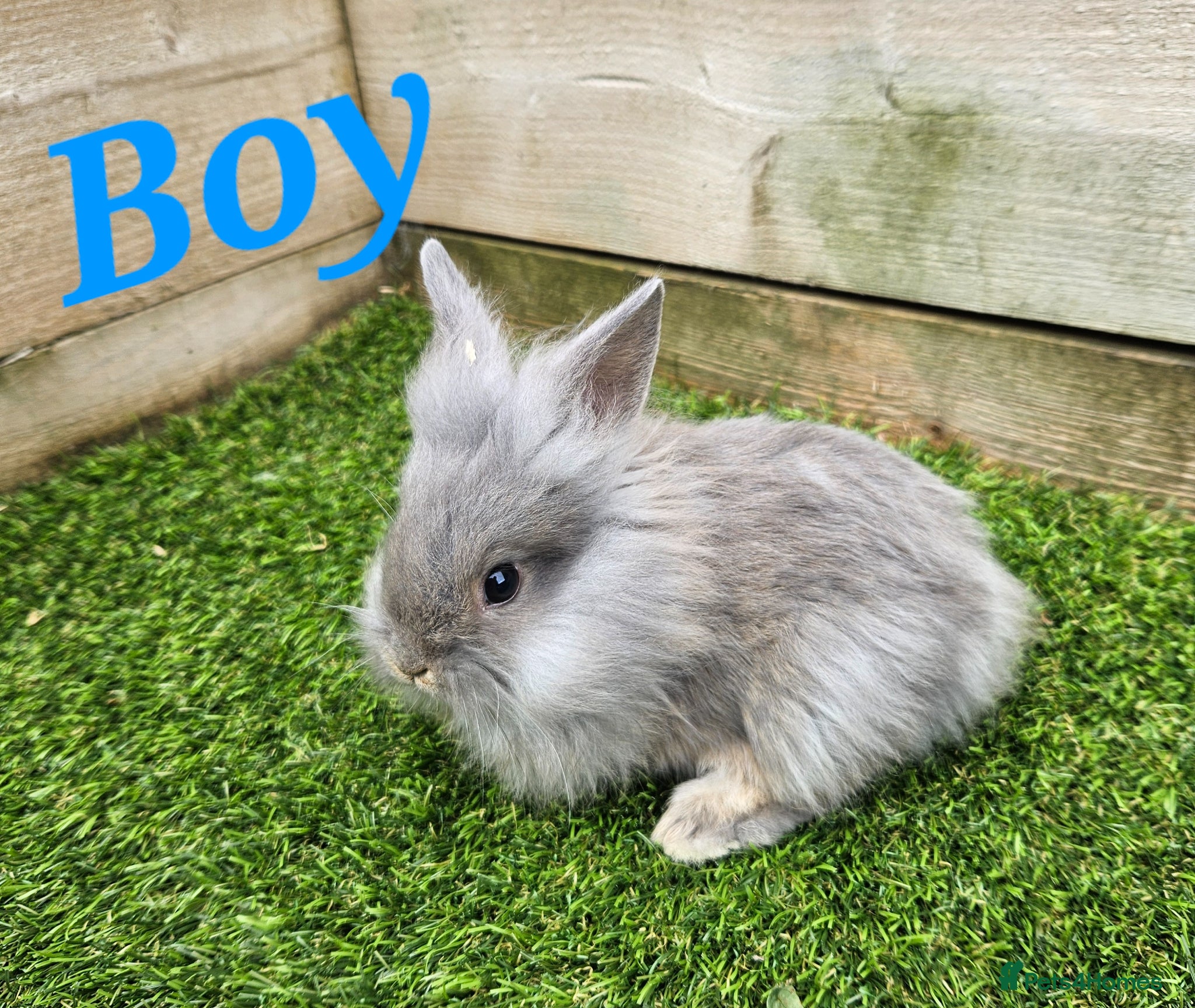 Mini Lion Lop rabbits Mini Lion Lop Kits Ready To Leave On Saturday - Advert 2