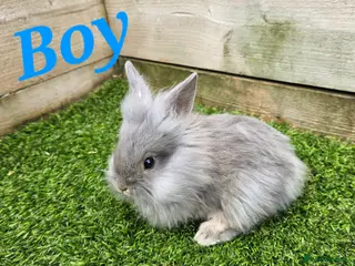 Mini Lion Lop rabbits Mini Lion Lop Kits Ready To Leave On Saturday - Advert 2