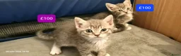 Mixed Breed cats for sale: Beautiful Mix Breed Kittens - Advert 7