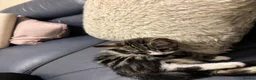 Domestic Shorthair cats for sale: Kittens for sale  - Advert 12