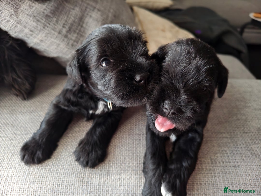 Miniature Schnauzer dogs for sale: Pure bred Miniature Schnauzers Puppies - Image 5