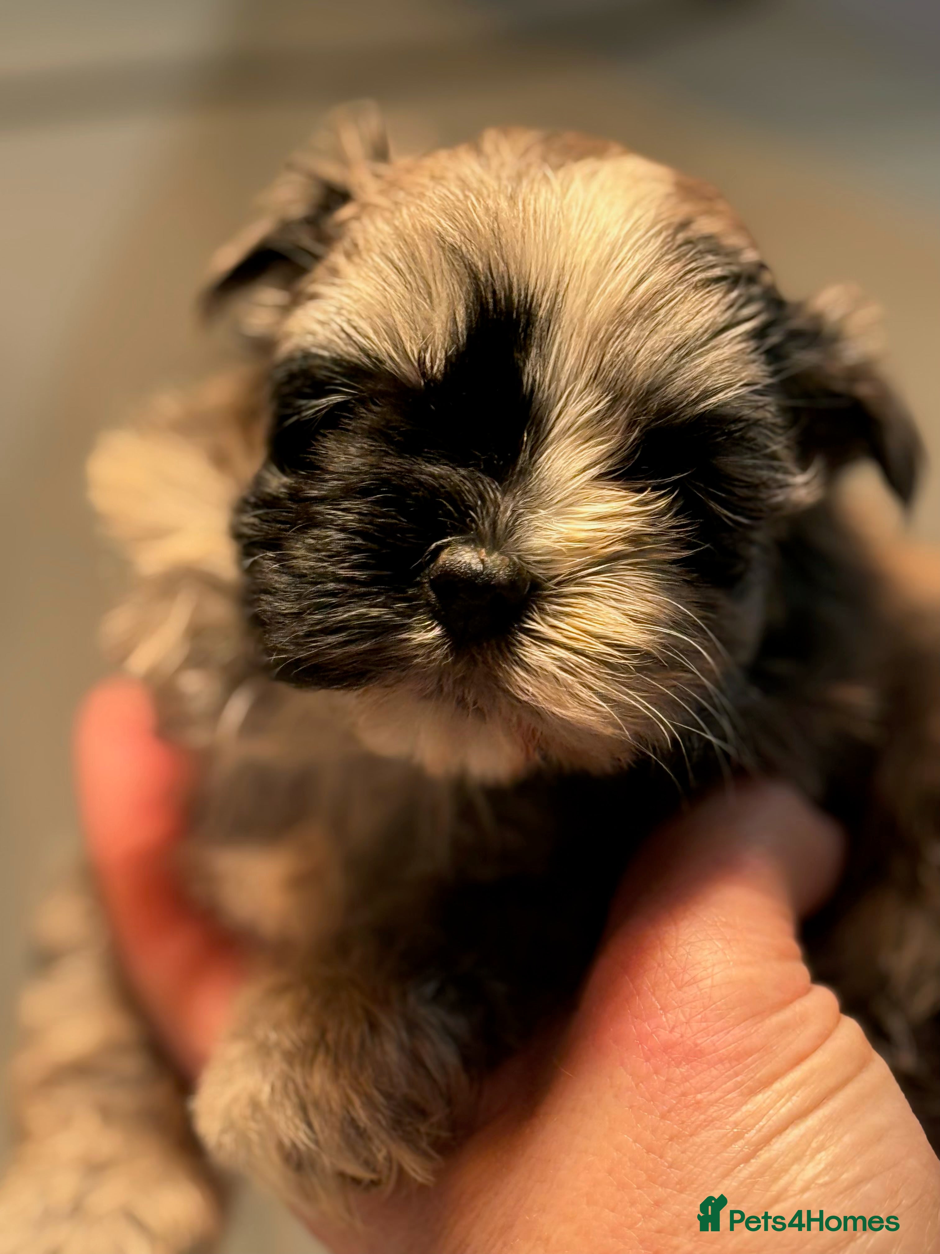 Maltipoo dogs 🤍 exquisite f1b Maltipoos exceptional quality 🤍 - Advert 3