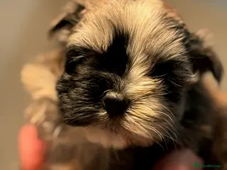 Maltipoo dogs 🤍 exquisite f1b Maltipoos exceptional quality 🤍 - Advert 3