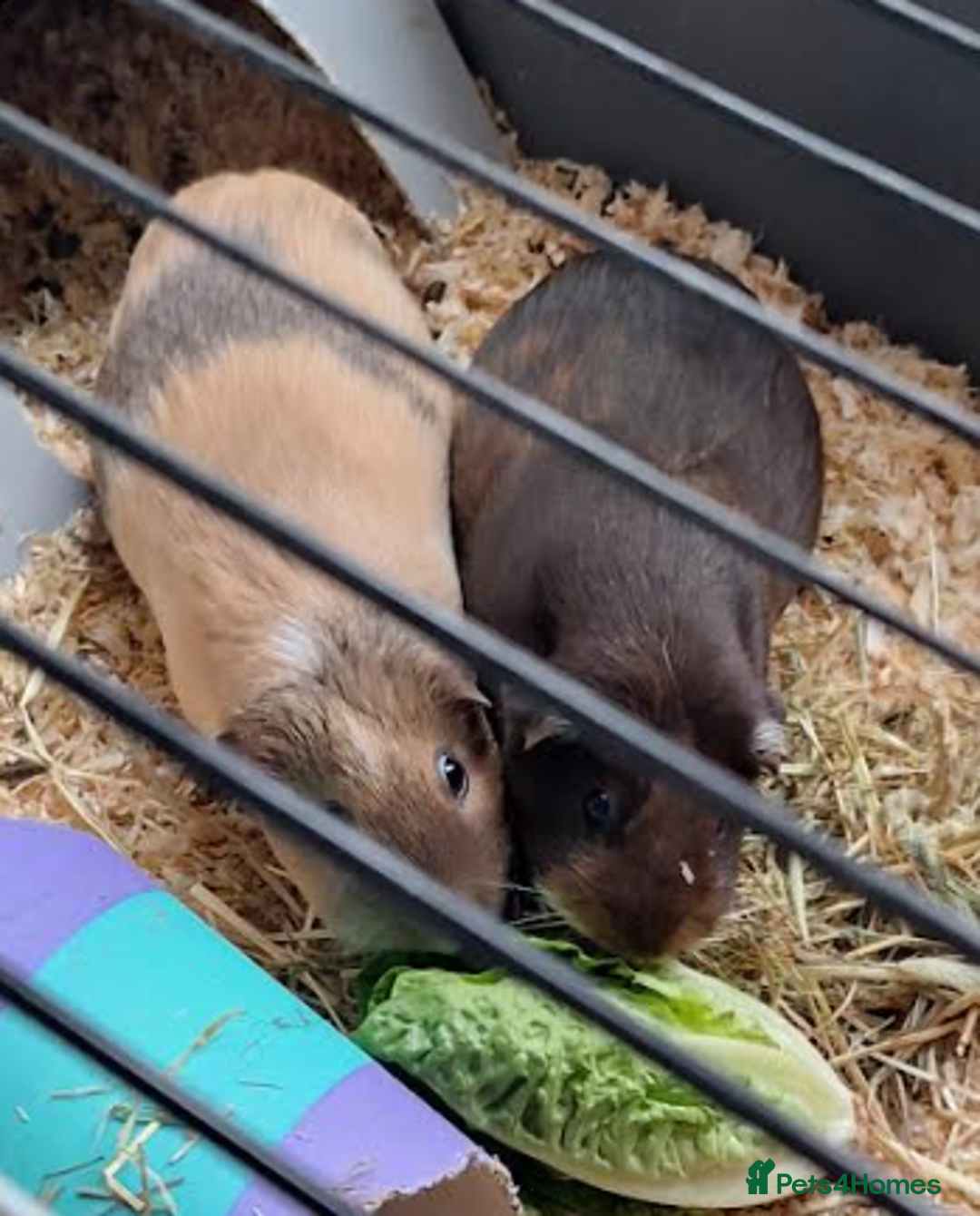 Guinea Pig rodents for sale: Two Gentle Female Guinea Pigs - Advert 6