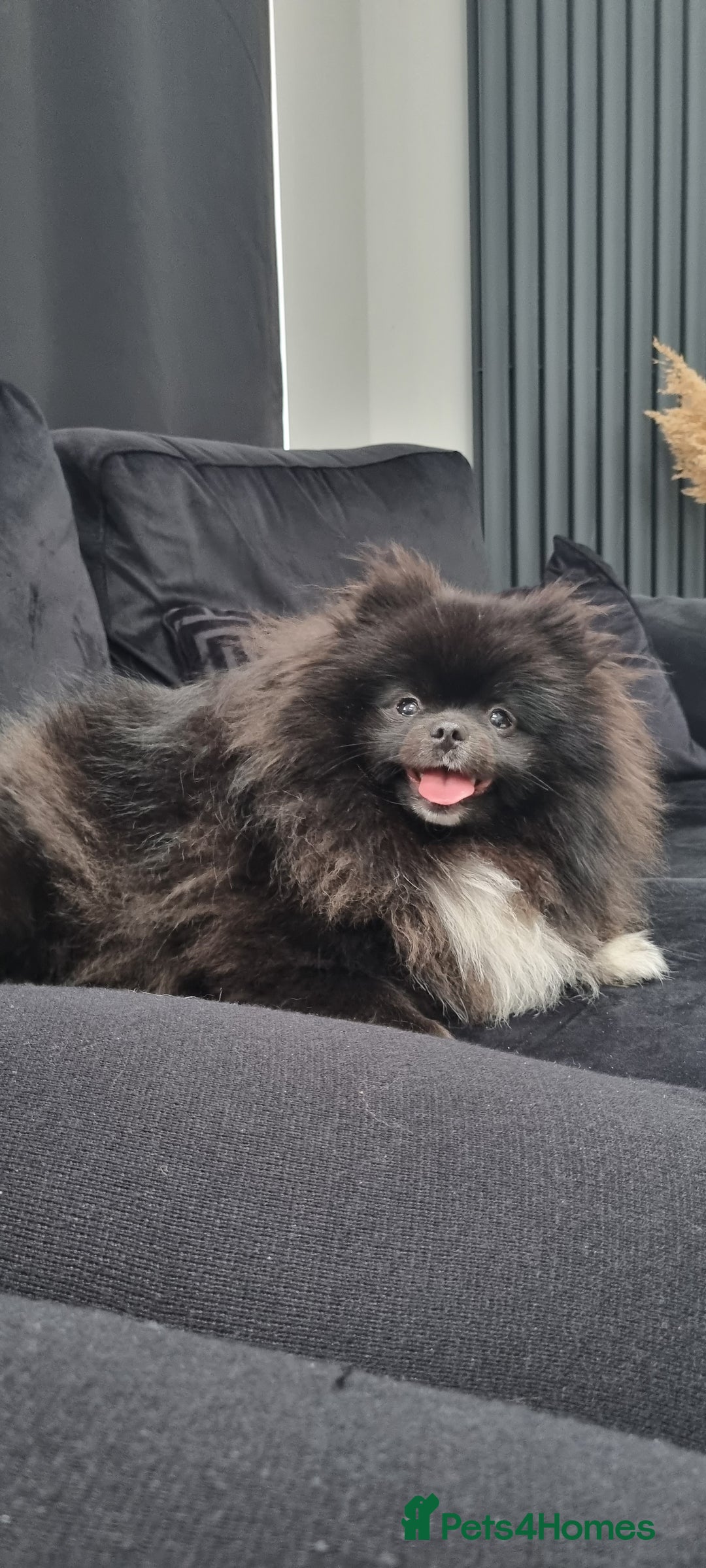 Pomeranian dogs for sale: 2 pomeranian bitches for sale - Image 10
