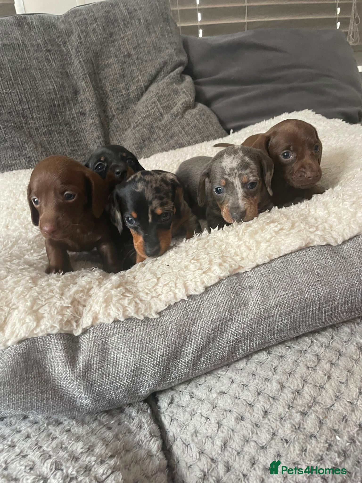 Miniature Dachshund dogs 5 Miniature Daschund Boys - Advert 2