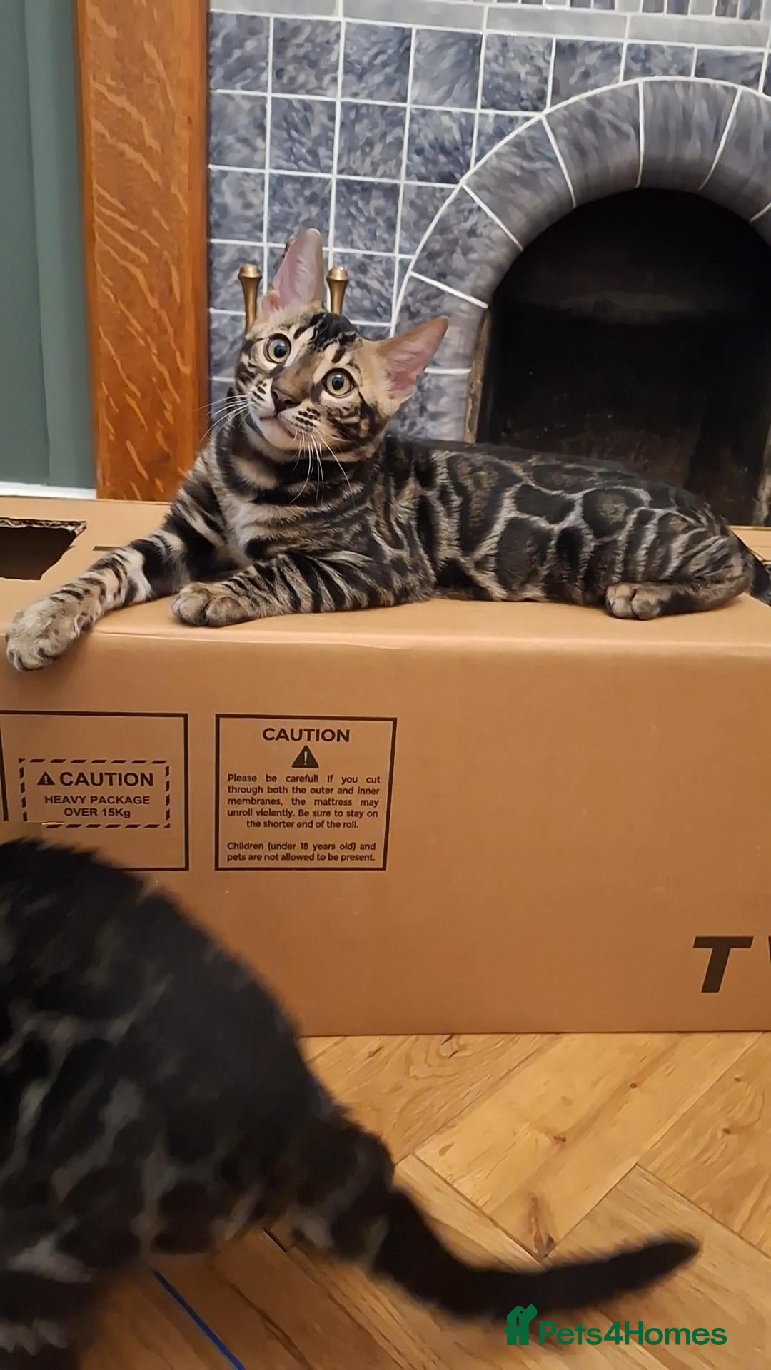 Bengal cats Elite bengal boys, ready now. - Advert 1