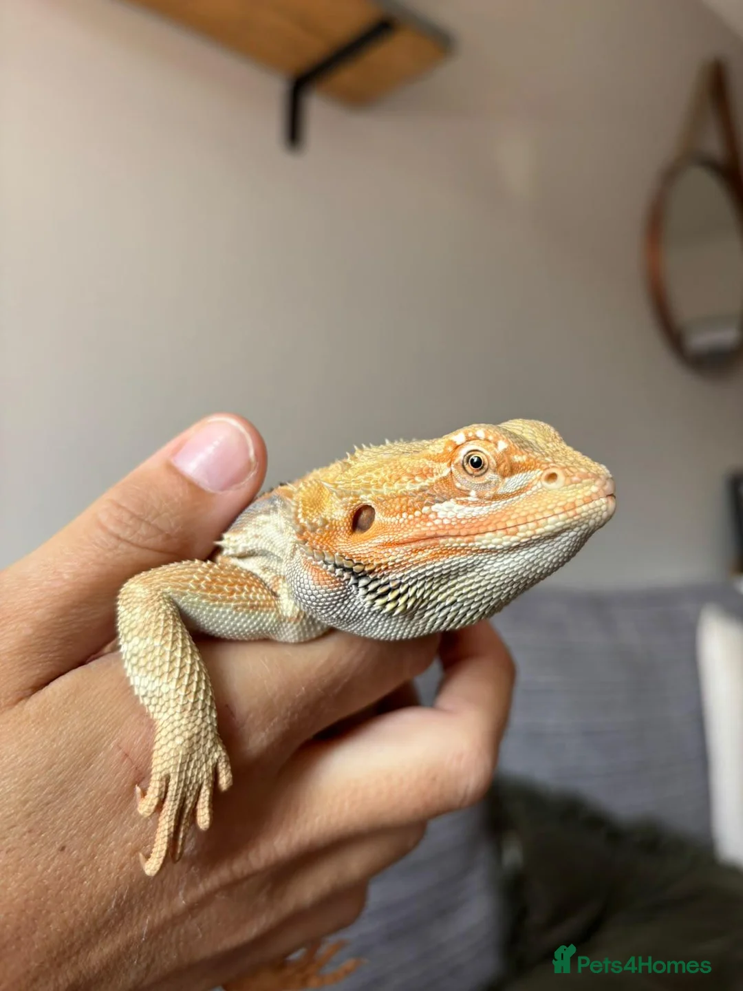 Bearded Dragon reptiles for sale: 🦎 6-Month-Old Red Citrus Bearded Dragon 🦎 in Northallerton - Advert 3