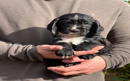 Cocker Spaniel dogs for sale: KC Reg – Fully Health Tested – Working Cocker Pups - Image 25