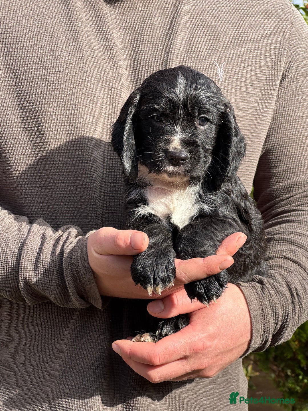 Cocker Spaniel dogs for sale: KC Reg – Fully Health Tested – Working Cocker Pups - Image 25