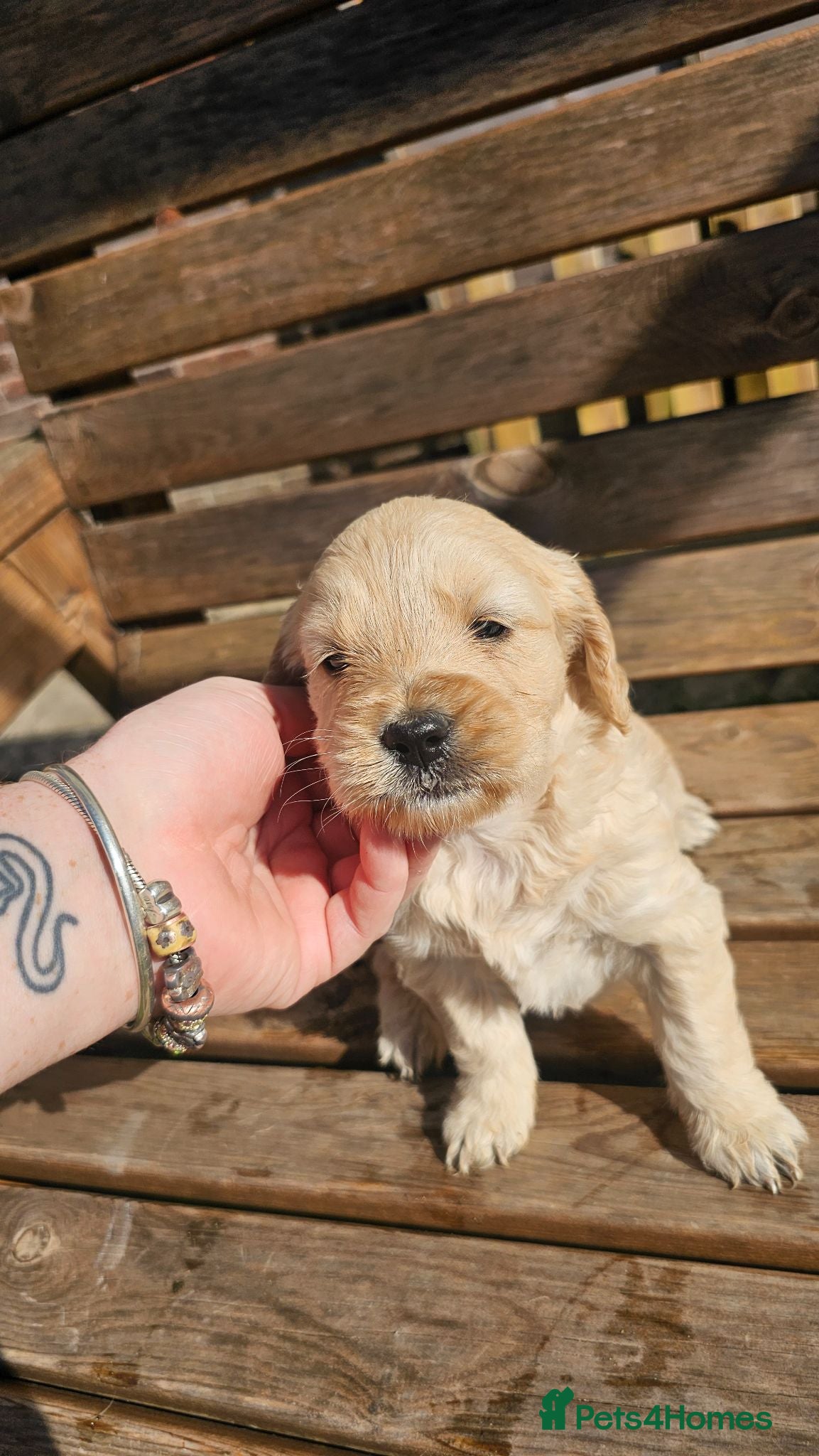 Mini Goldendoodle dogs Beautiful Mini Golden doodles available - Advert 2