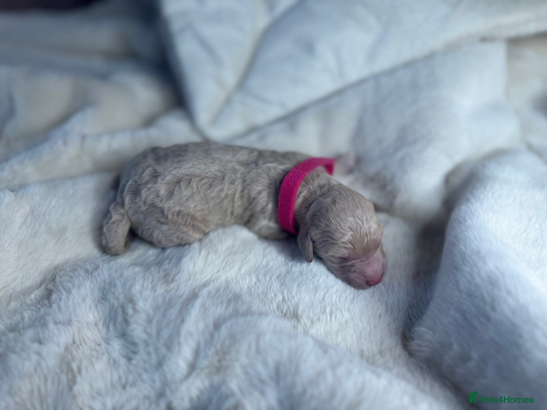 Mini Goldendoodle dogs for sale: Miniature Goldendoodle F1b Puppies - Advert 14