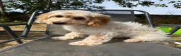 Cockapoo dogs for sale: Gorgeous cockapoo puppies  - Advert 11
