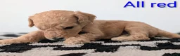 Cavapoochon dogs for sale: PRA Clear genetically DNA Tested Cavapoochons in Towcester - Advert 3