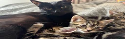 Domestic Shorthair cats for sale: 3 Beautiful Tabby Female Kittens – Ready Now - Advert 2
