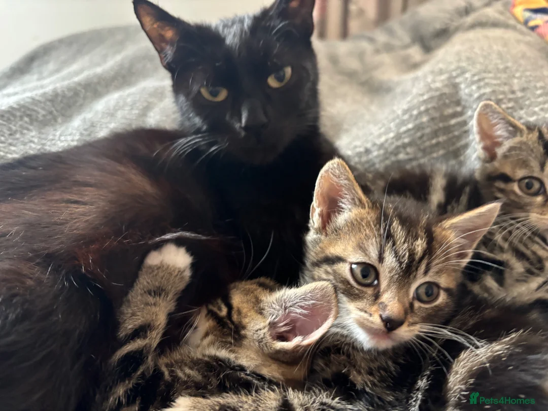 Domestic Shorthair cats for sale: 3 Beautiful Tabby Female Kittens – Ready Now - Advert 2