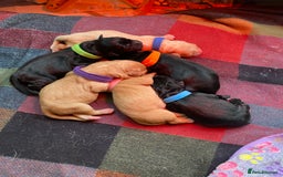 Labrador Retriever dogs for sale: Labrador puppies  - Image 2