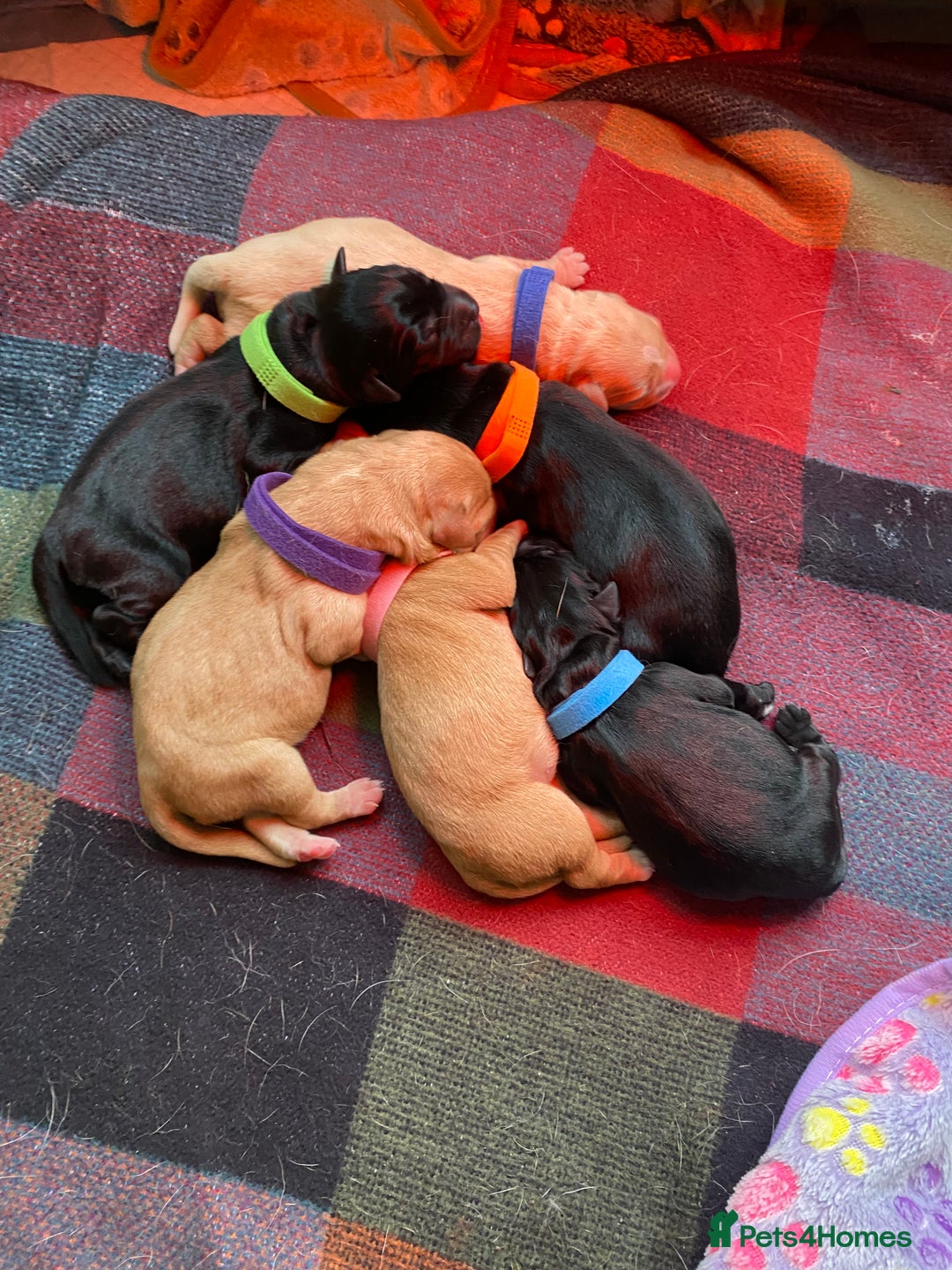Labrador Retriever dogs for sale: Labrador puppies  - Image 2