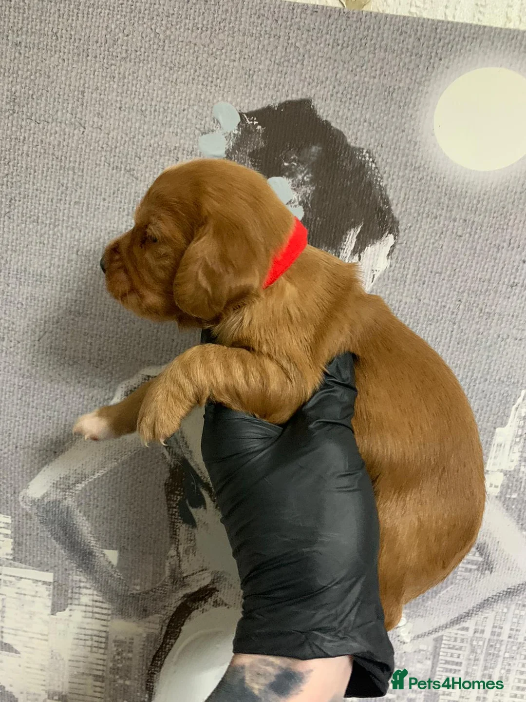 Cocker Spaniel dogs for stud: HEALTH TESTED KC WORKING COCKER SPANIEL STUD in Wolverhampton - Advert 11