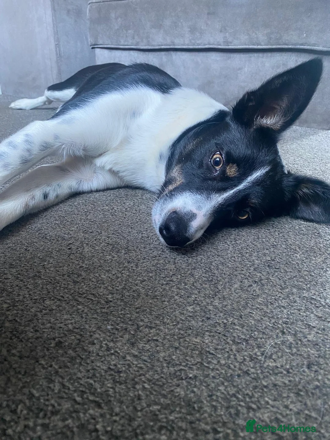 Border Collie dogs for sale: Nova the collie in Dewsbury - Advert 2