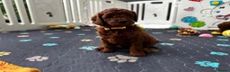 Mini Goldendoodle dogs for sale: Miniature Goldendoodle Deep Red - Advert 5