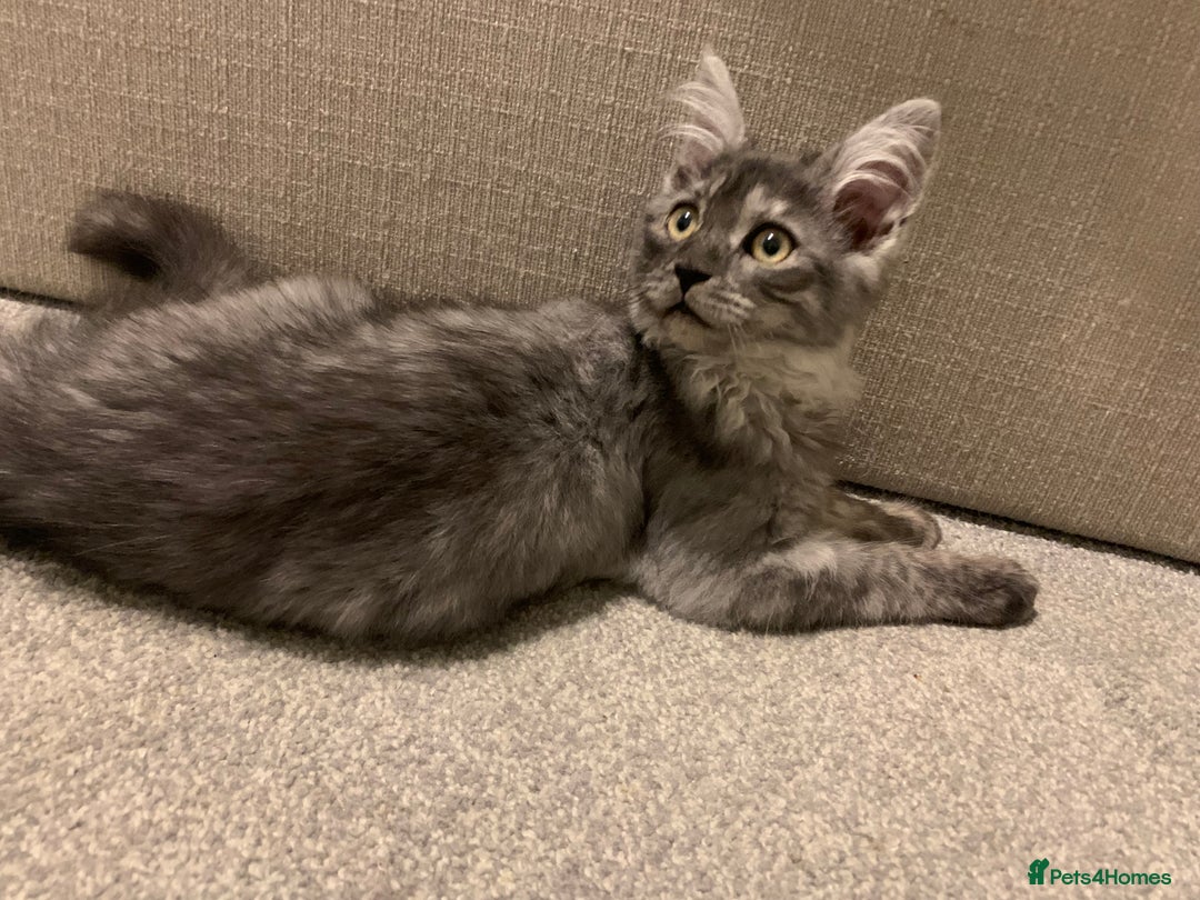 Maine Coon cats for sale: Stunning championship Maine coons for sale - Advert 19