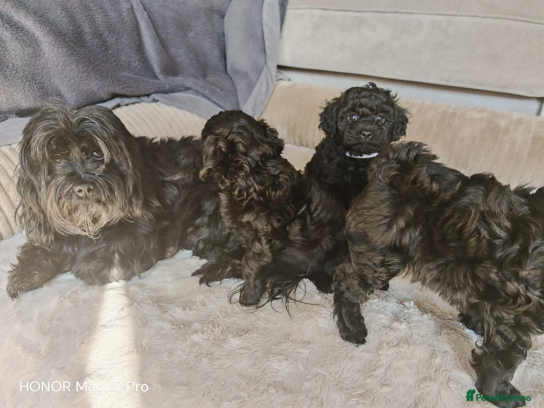 Shihpoo dogs for sale: Baby Schoodles  - Advert 1