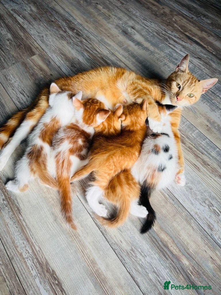 European cats Gorgeous Fluffy Ginger Kittens – 4 Boys & 1 Girl  - Advert 2