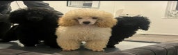 Toy Poodle dogs for sale: 3 stunning toy poodles  - Advert 2