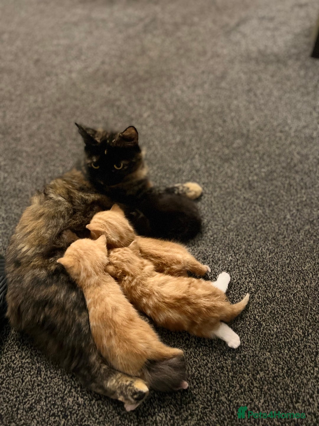 Mixed Breed cats for sale: 🐾 Adorable Ginger Kittens  🐾 - Advert 4