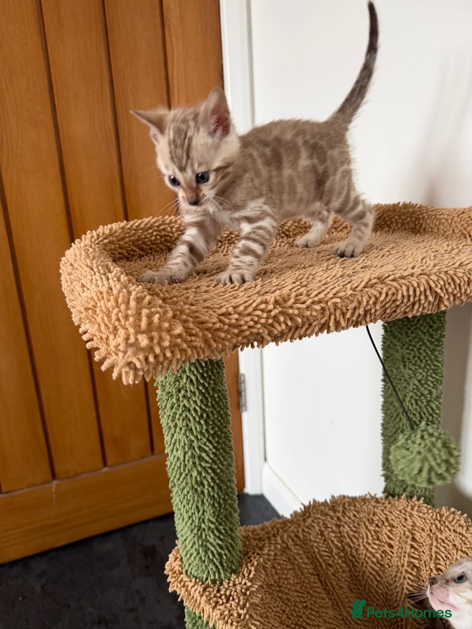 Bengal cats 🏆 6th Gen Snows Bengal Kittens, TICA registered ✅ - Advert 10