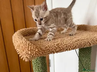 Bengal cats 🏆 6th Gen Snows Bengal Kittens, TICA registered ✅ - Advert 10