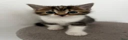 American Shorthair cats for sale: 3 Little Tabbies Looking for Their Forever Homes! - Advert 34