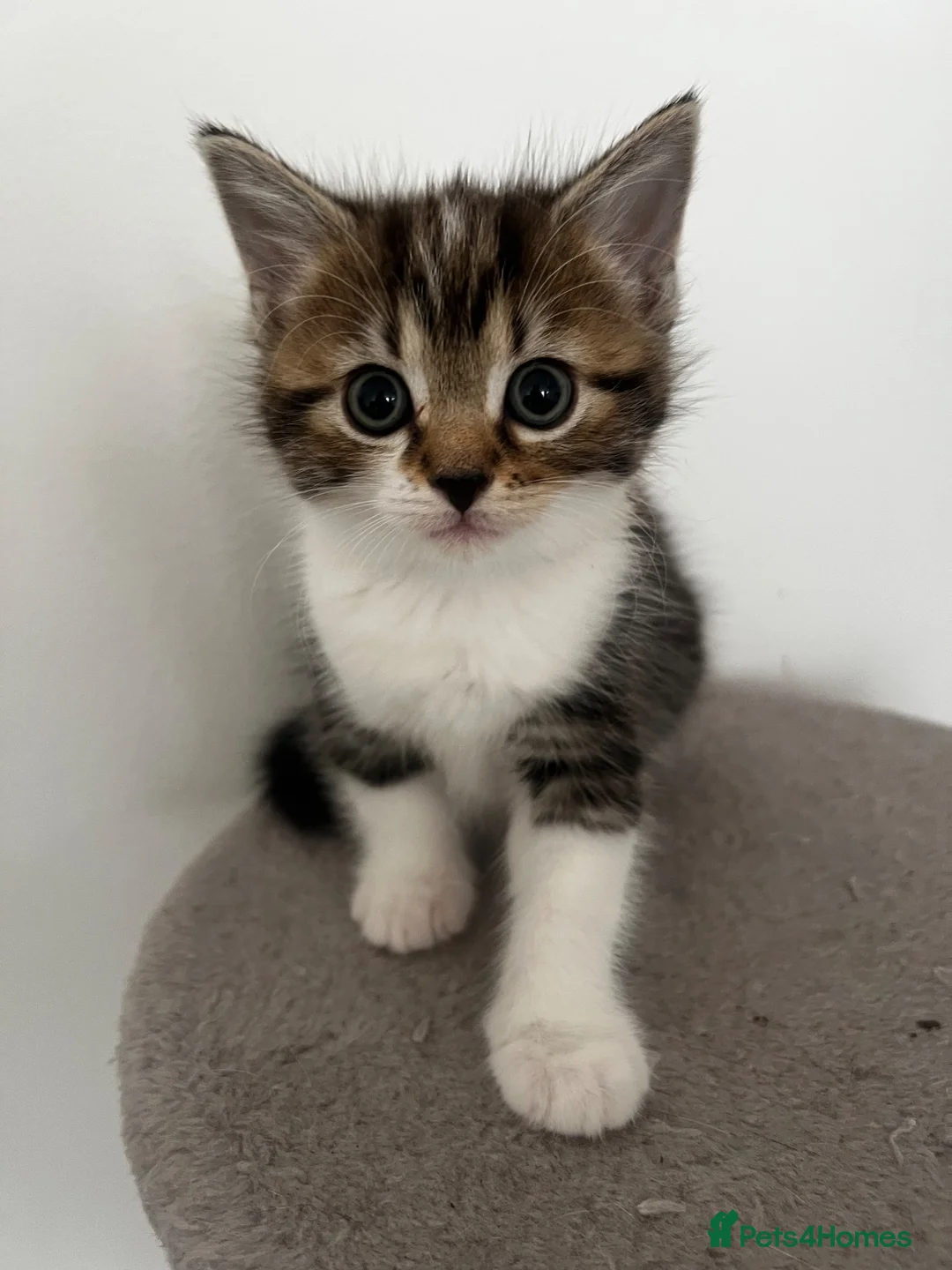 American Shorthair cats for sale: 3 Little Tabbies Looking for Their Forever Homes! - Advert 34