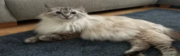 Ragdoll cats for sale: 🐾 Pure Ragdoll Kittens 🐾 in Exeter - Advert 19