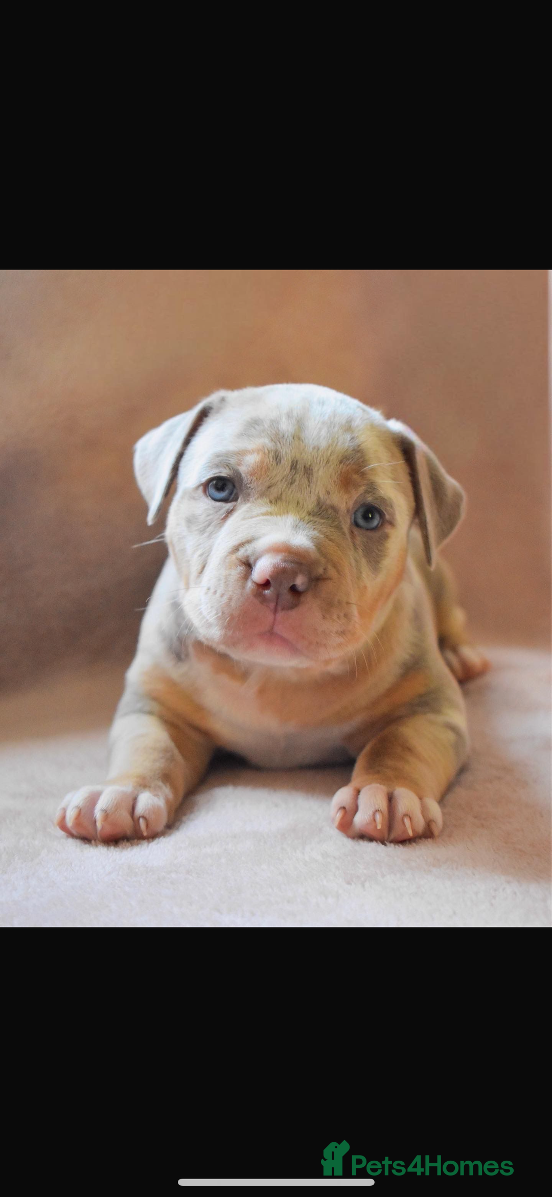 American Bully dogs for stud: ABKC AMERICAN POCKET BULLY - Advert 5