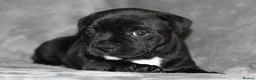 Staffordshire Bull Terrier dogs for sale: Extensively Health Tested KC S.B.T - Advert 16