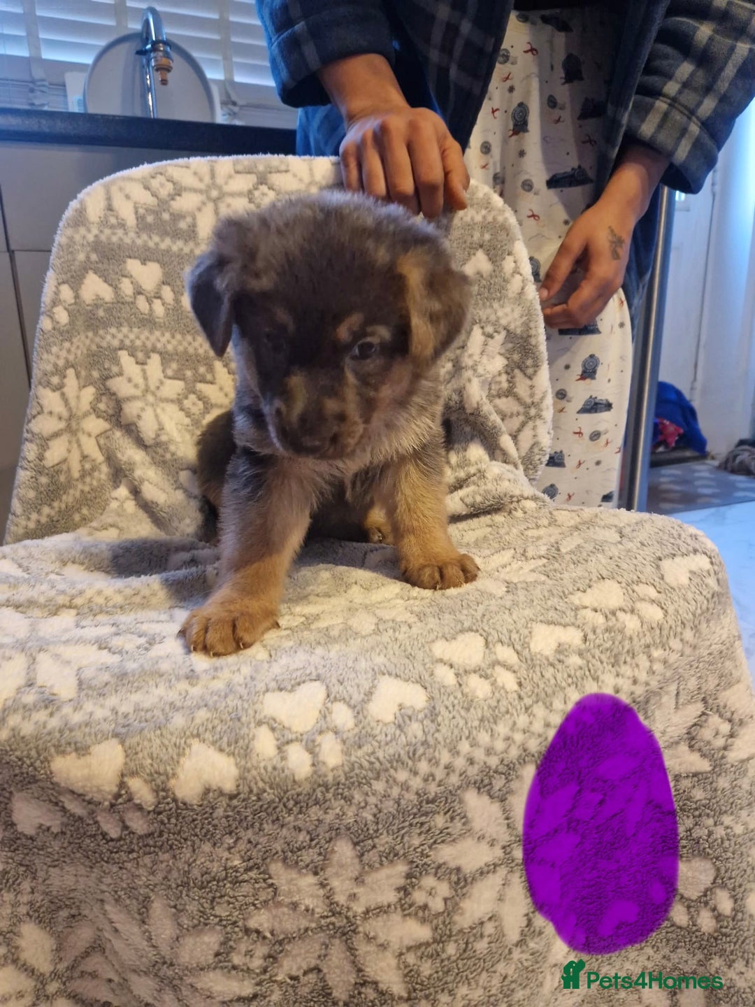 German Shepherd dogs for sale: 5 weeks German shepherd puppies  - Advert 8