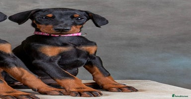 Dobermann dogs - Advert 14