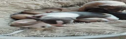 Whippet dogs for sale: Stunning coloured whippet puppies  - Advert 20