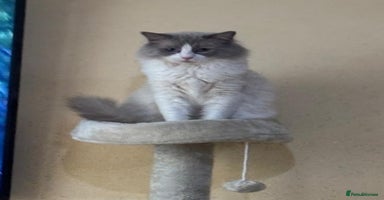 Ragdoll cats - Advert 11