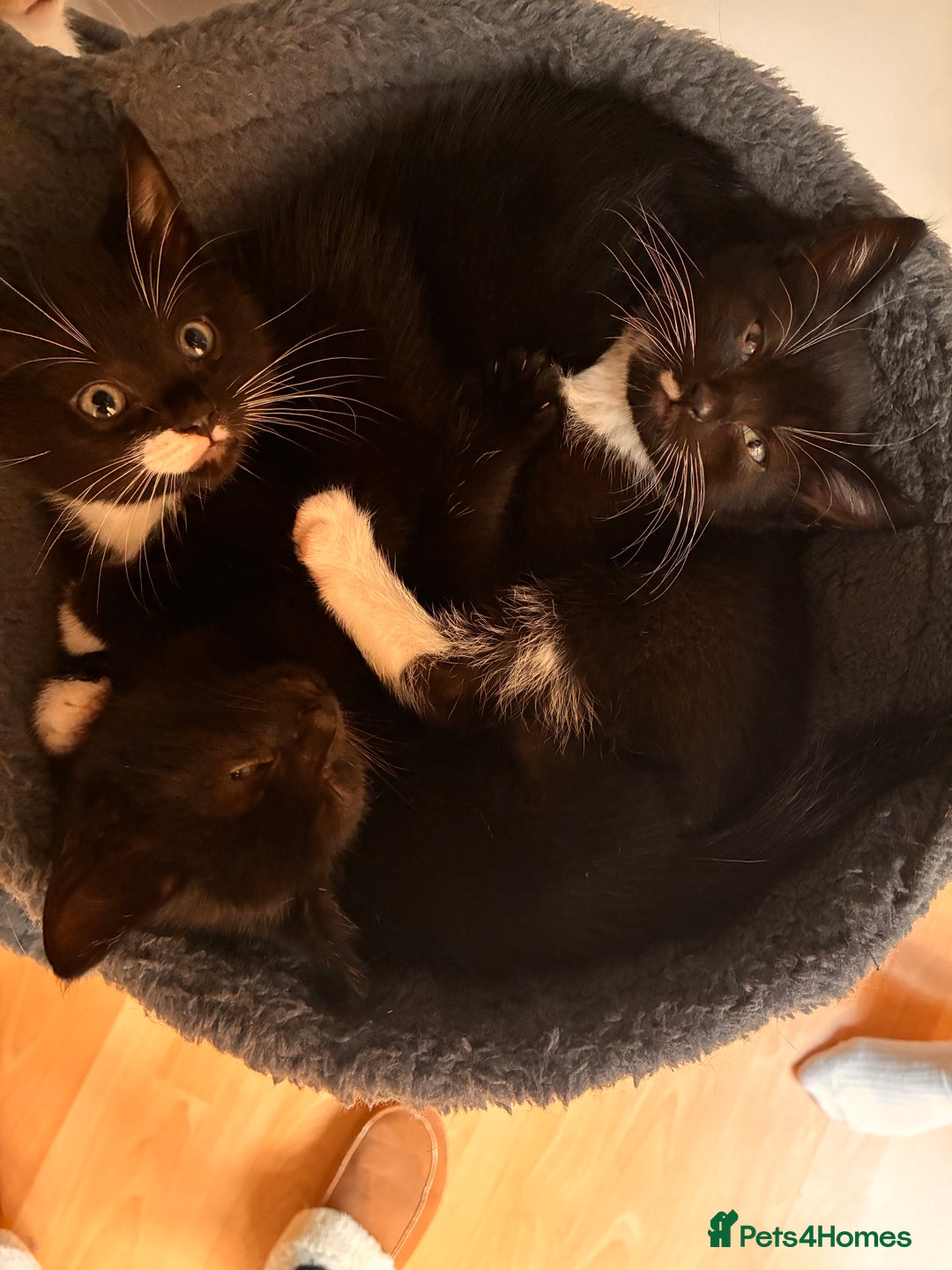 Mixed Breed cats for sale: Beautiful and super playful kittens  - Image 10