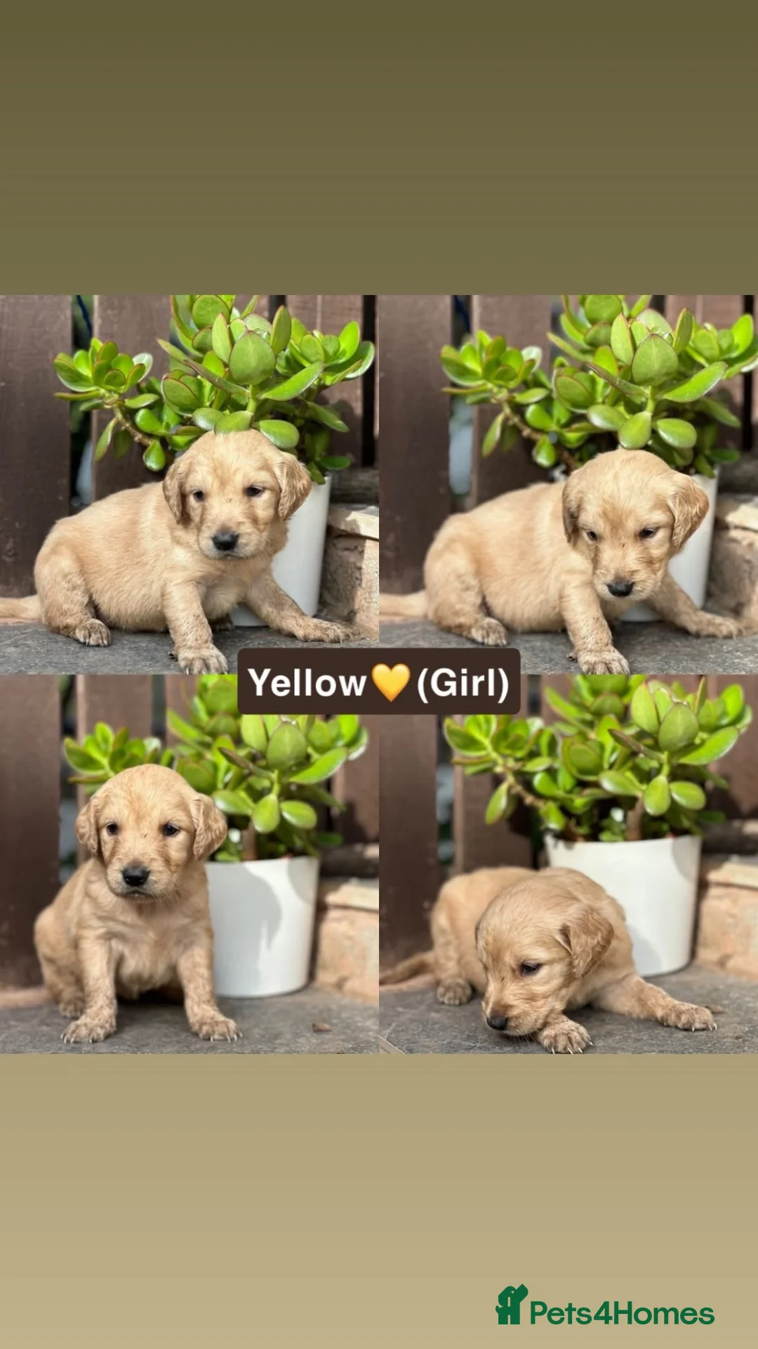 Golden Retriever dogs for sale: Chunky Pedigree Golden Retriever Puppy *READY NOW* - Advert 11
