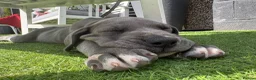 Great Dane dogs for sale: Ready to go! Pedigree blue & black Great Dane Pups - Advert 5