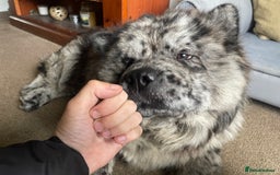 Chow Chow dogs for stud: Zoro Black Merle STUD Carrying Blue 💙 & Choc 🍫 - Advert 2