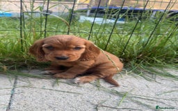 Cocker Spaniel dogs for sale: 🐾💖Perfect 9 week old red show cocker spaniel - Image 1