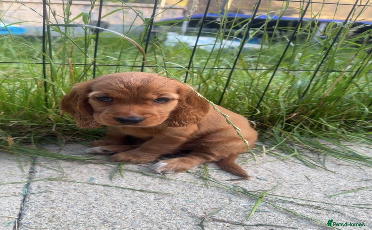 Cocker Spaniel dogs - Advert 1
